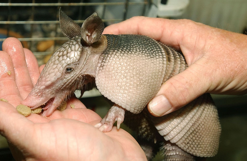 Illustration for article titled How the HECK Are Armadillos Real??!!